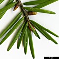 SpeciesSub: var. wilsoniana